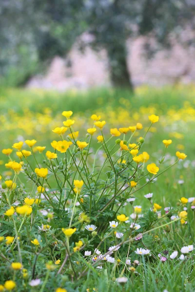 Blühende Wiese unter Olivenbäumen — Stockfoto