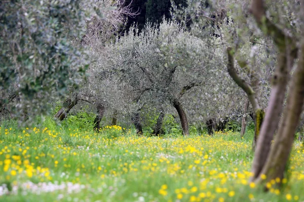 Olive grove in spring time — Stock Photo, Image