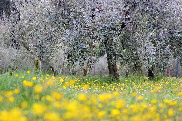 Virágos rét olajfák alatt — Stock Fotó