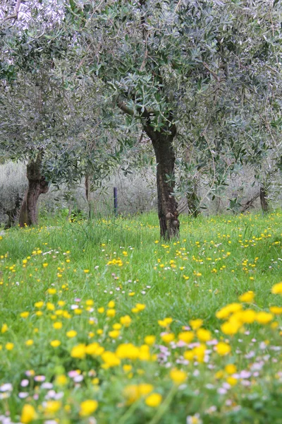 Flowering meadow under olive trees — Stock Photo, Image