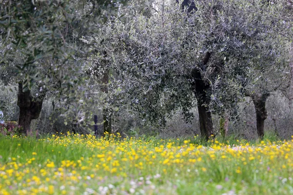 Olive grove in spring time — Stock Photo, Image