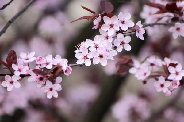 Flores de cerezo japonesas —  Fotos de Stock