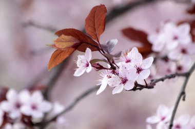 Japon kiraz çiçekleri