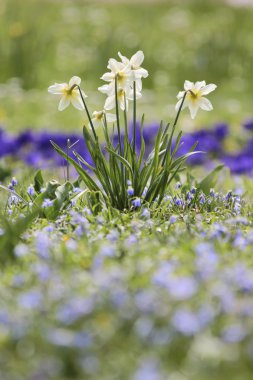 Çayır üzerindeki nergisler