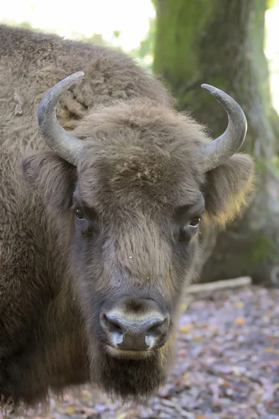 Bison head — Stock Photo, Image