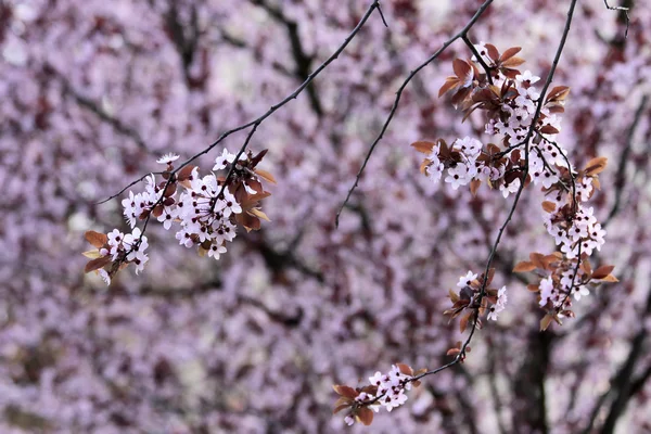 Weelderige Japanse kersenbloesem — Stockfoto