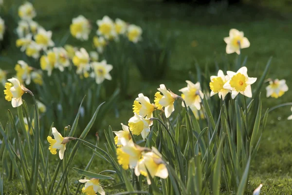 Narcisos amarillos en un prado — Foto de Stock