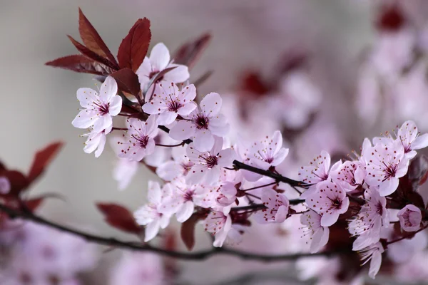 Cherry tree blossoms — Stock Photo, Image