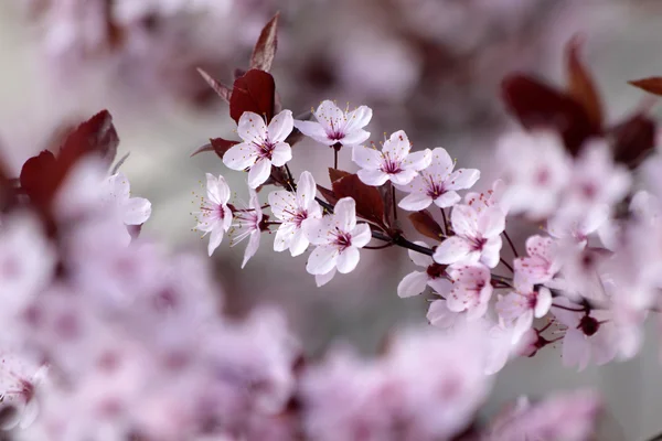 Pink cherry blossoms — Stock Photo, Image