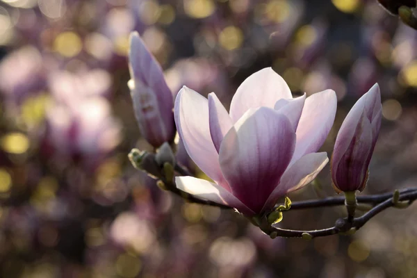 Zbliżenie: kwitnąca magnolia drzewo — Zdjęcie stockowe