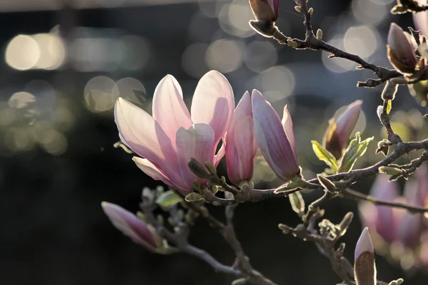 Zbliżenie: kwitnąca magnolia drzewo — Zdjęcie stockowe