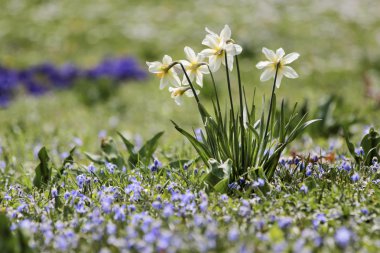 Çayır üzerindeki nergisler