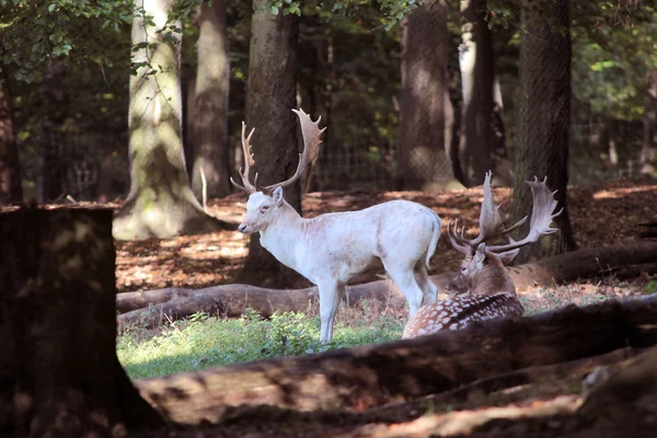 White Deer — Stock Photo, Image