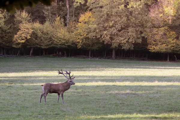 Cerf rouge mâle dans une clairière forestière — Photo