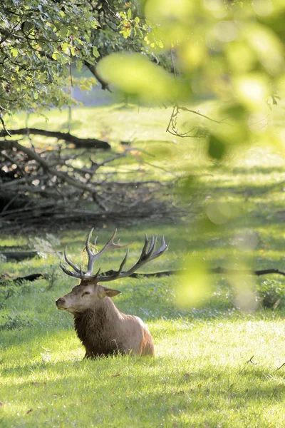 Mannelijke rode herten met groene bomen — Stockfoto