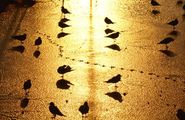 Gulls on ice surface — Stock Photo, Image