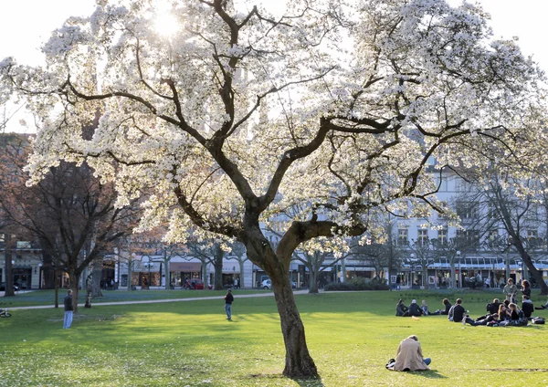 Blommande cherry tree — Stockfoto