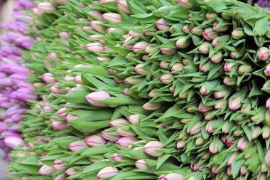 büyük demet kesilmiş Pembe Laleler