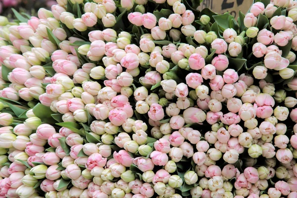 Lots of pink tulips in a flower shop — Stock Photo, Image