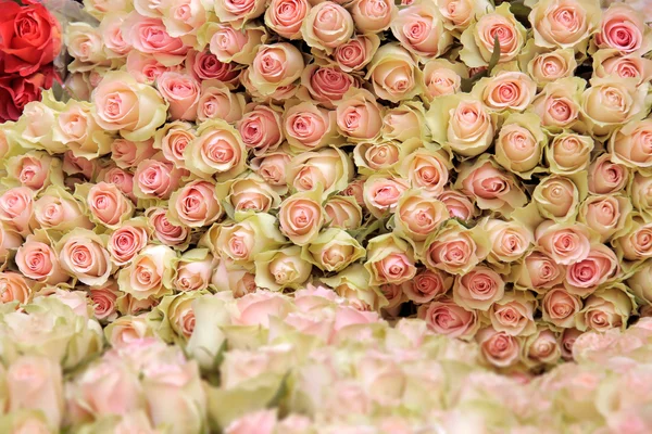 Big bunch of cut light pink roses — Stock Photo, Image