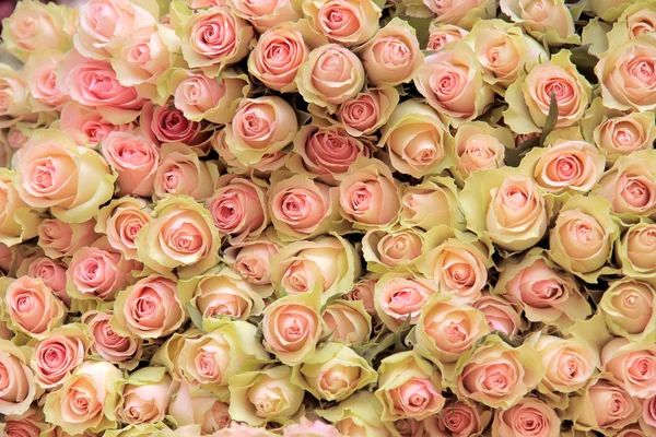 Big bunch of cut light pink roses — Stock Photo, Image