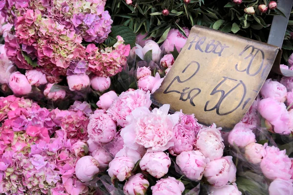 Pink flowers in a flower shop — Stock Photo, Image