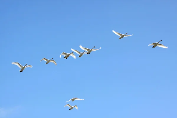 Flying swans — Stock Photo, Image