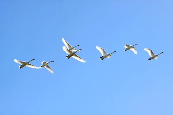 Flying swans — Stock Photo, Image