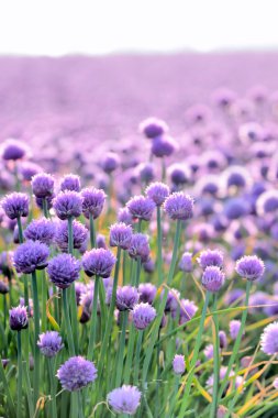 yemyeşil çiçeklenme chives alan