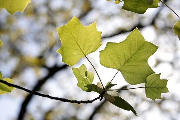 Leaves of the Tulip tree — Stock Photo, Image