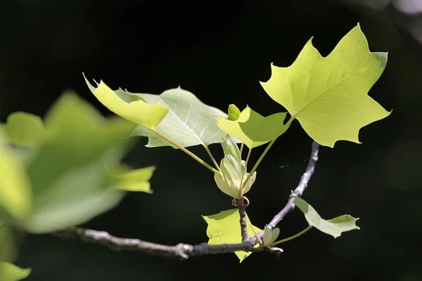 Leaves of the Tulip tree — Stock Photo, Image