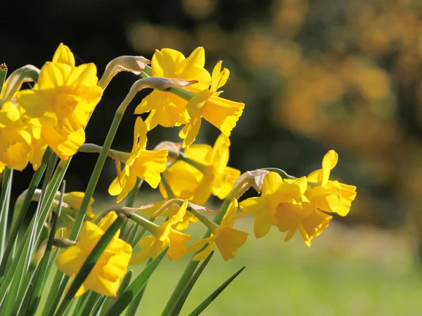 Narcisos — Foto de Stock