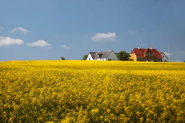 Campo de colza amarelo e fazendas — Fotografia de Stock