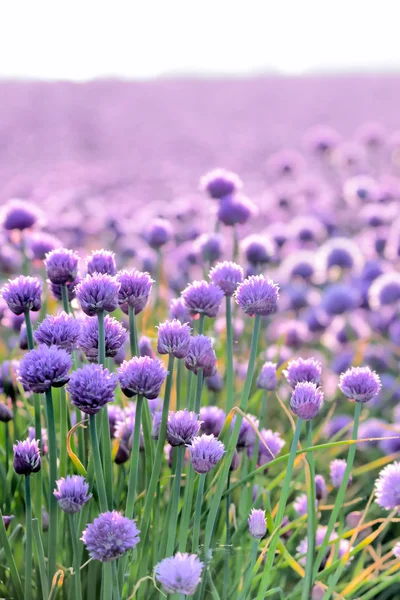 Bujnou kvetoucí pole pažitka — Stock fotografie