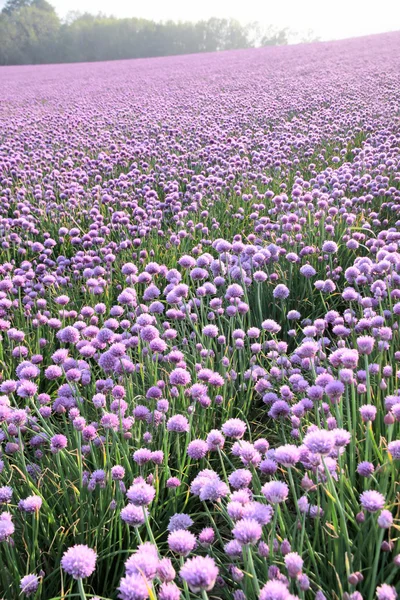 Kvetoucí cibulové pole — Stock fotografie