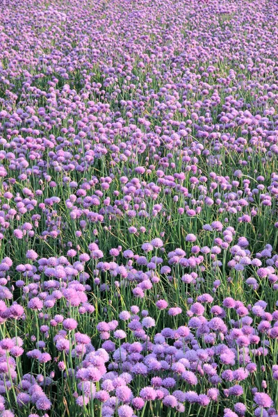 Campo de cebolla floreciente —  Fotos de Stock