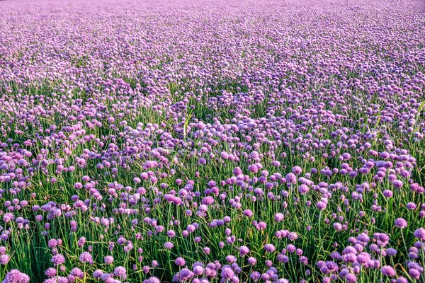 Kvetoucí cibulové pole — Stock fotografie