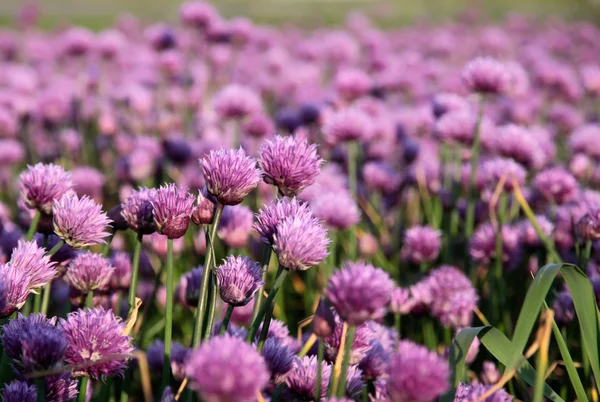 Blommande lök fältet — Stockfoto