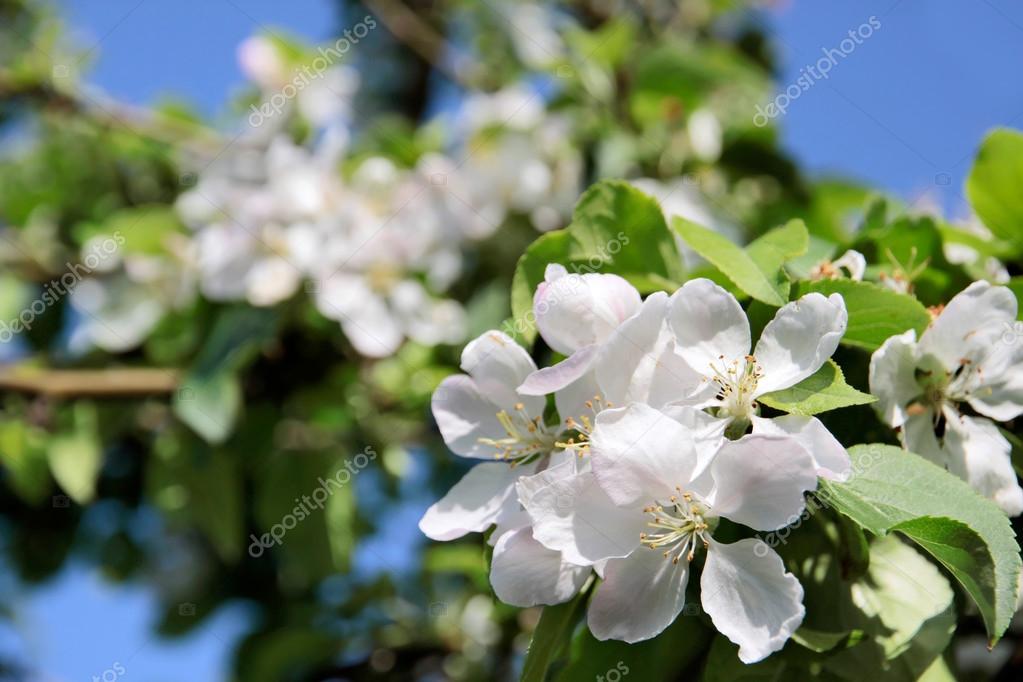 Apple Blossom Tree Stock Photo By C Cmfotoworks