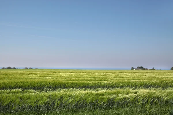 Veld met groene korenaren — Stockfoto