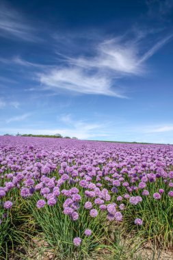 yemyeşil çiçeklenme chives alan