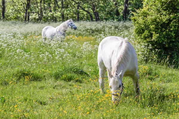 Dva bílí koně na zelené pastviny — Stock fotografie