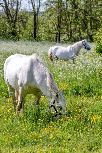 Dva bílí koně na zelené pastviny — Stock fotografie