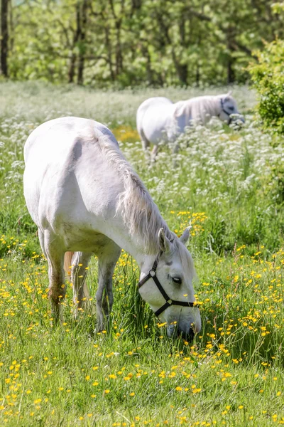 White horse on green pasture — Stock Photo, Image