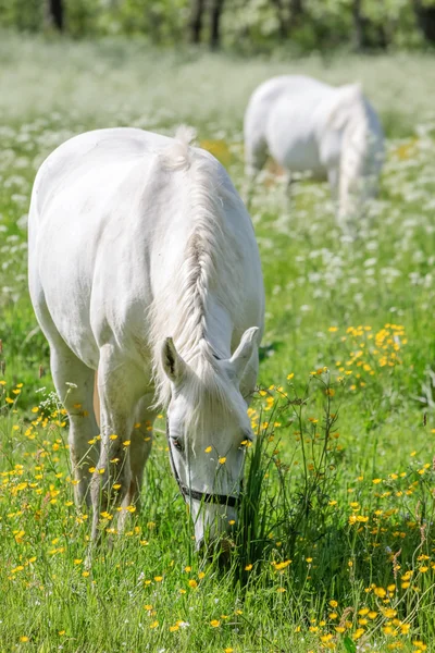 Dva bílí koně na zelené pastviny — Stock fotografie
