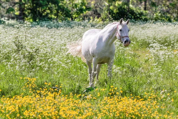 Bílý kůň v květinové louce — Stock fotografie