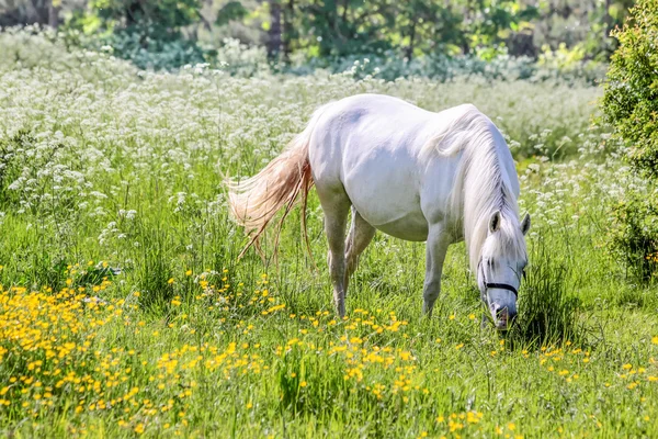 White horse in flower meadow — Stock Photo, Image