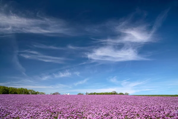 Campo de cebolla floreciente bajo el cielo azul —  Fotos de Stock
