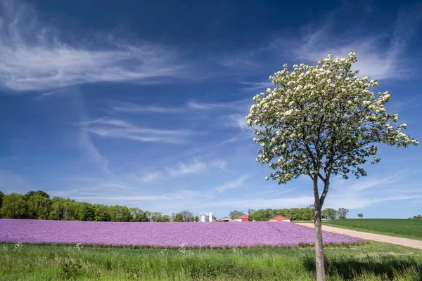 Blossoming onion field with spring tree — Stock Photo, Image