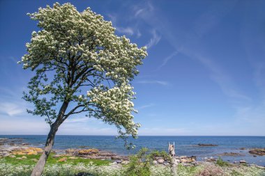 bornholm sahil, ağaç bahar
